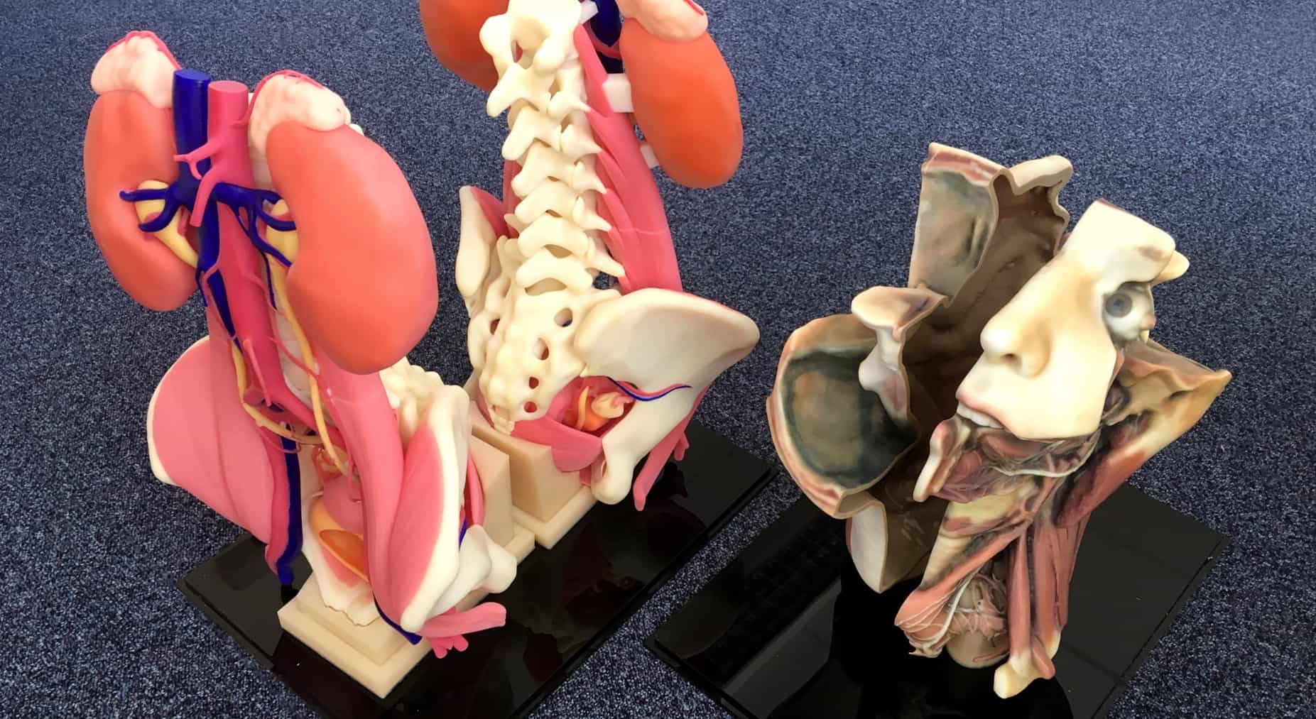 3D Segmentation, Design & Models 3D Segmentation, Design & Models