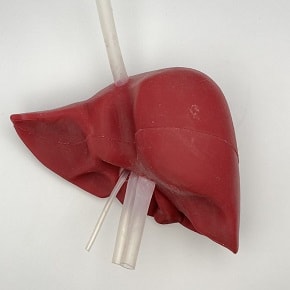 Liver SImulator