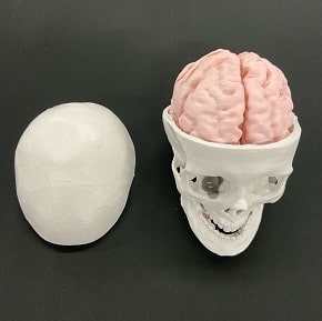 A detailed medical phantom of a skull and brain